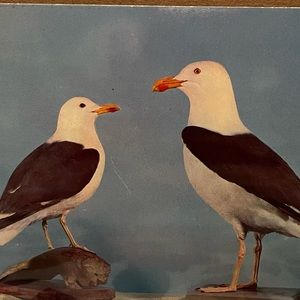 Meet your Posher, Aleathea